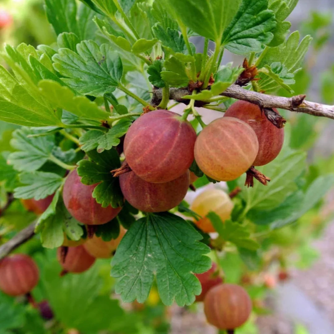 Ripe green gooseberries displayed in a bowl for fresh eating