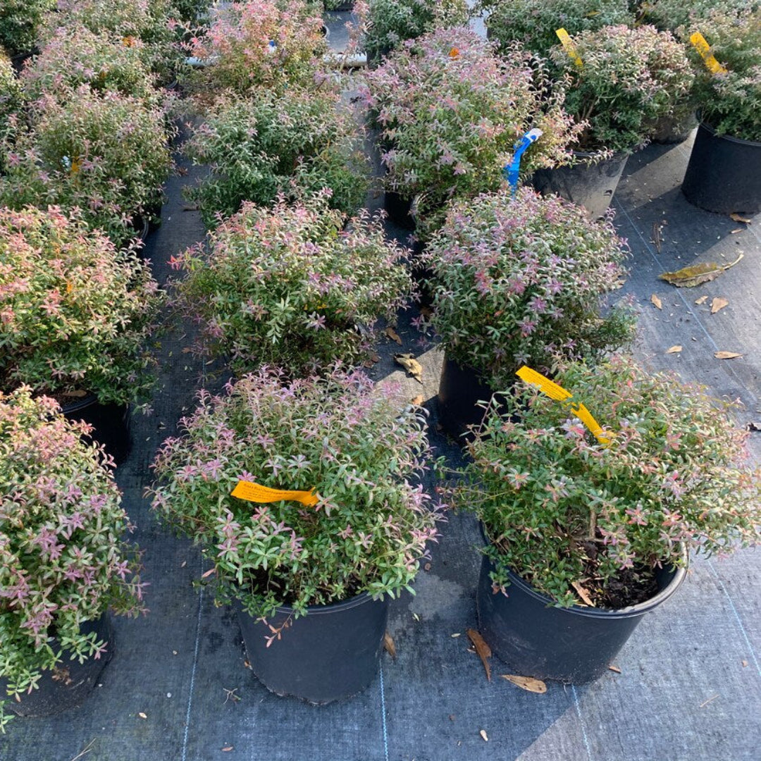 Rosa’s Blush Blueberry Mature Plant with Pink-Tinted Leaves