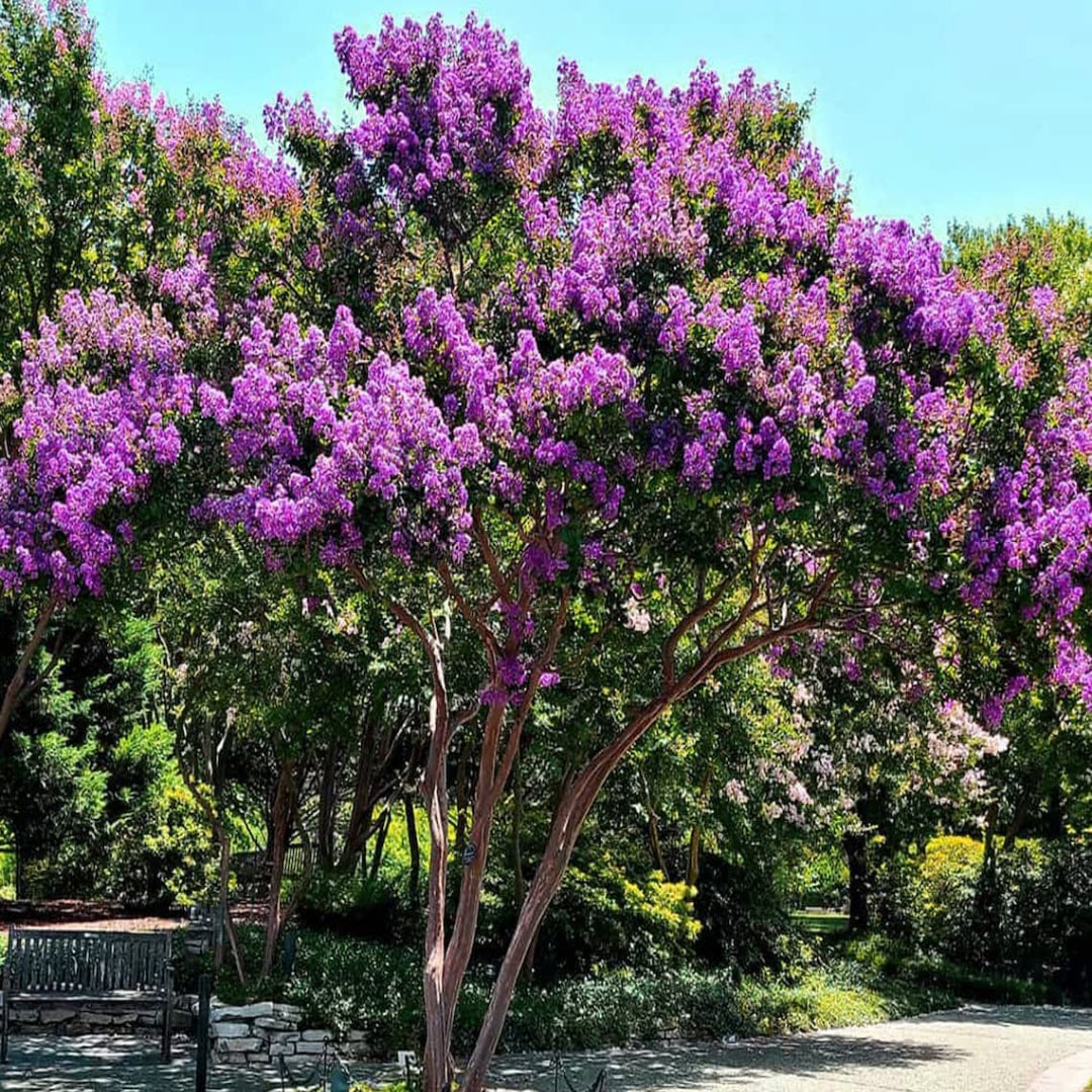 Purple Crape Myrtle blossoms captured in full color on mature flowering branches