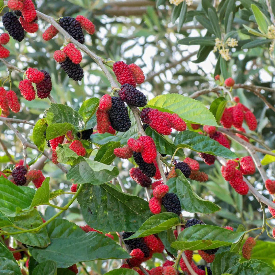 Ripe mulberries on the Dwarf Everbearing Mulberry Tree ready for picking
