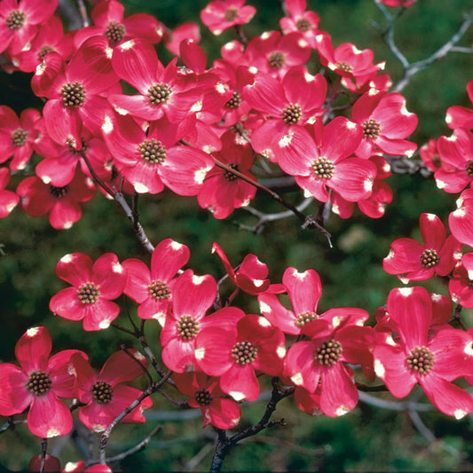 Red Flowering Dogwood Tree – Vivid Red Blooms | Live Native Tree | Zones 5–8 live plant for landscaping and home gardens