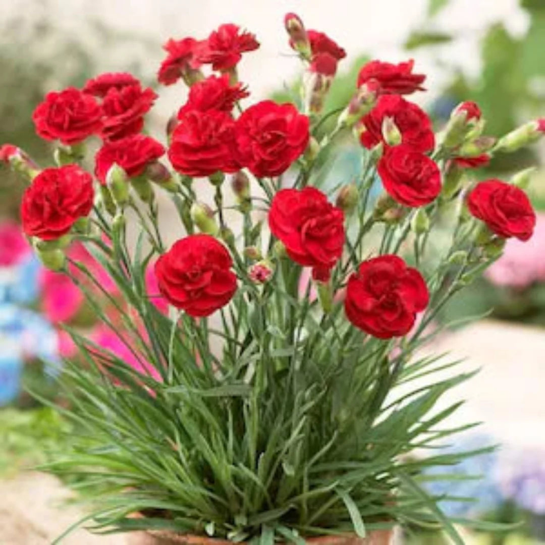 Dianthus Caryophyllus 'Supertrouper Butterfly Dark Red' 10 count flat of 4" pots