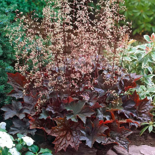 Palace Purple Heuchera with deep burgundy foliage
