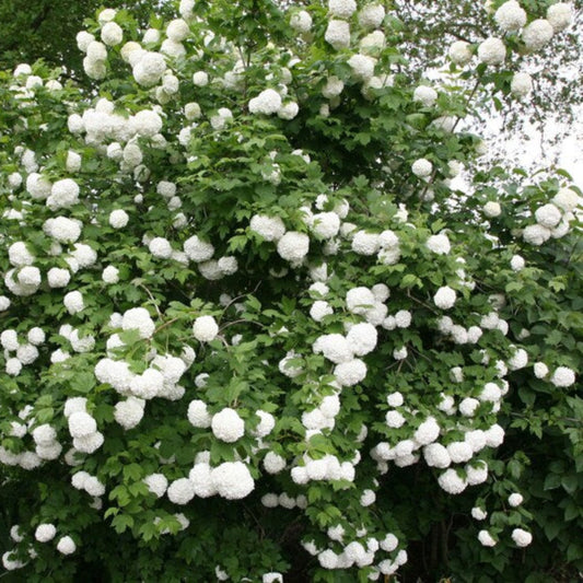 Eastern Snowball Viburnum Shrub Blooming with Full White Clusters