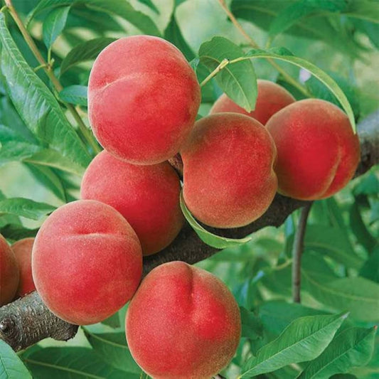 Contender Peach Tree – Cold Hardy, Self-Fruitful | Live Fruit Tree | Zones 4–8 live plant for landscaping and home gardens