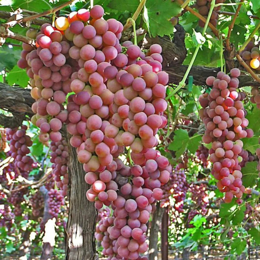 Fresh red seedless grapes displayed in a close-up view