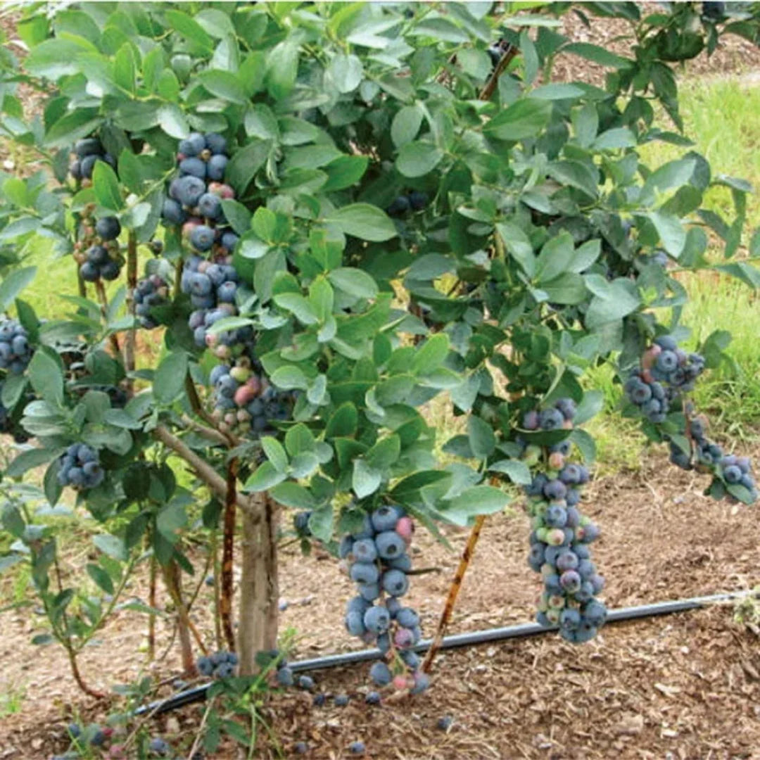 Titan Blueberry Plant displayed in market setting