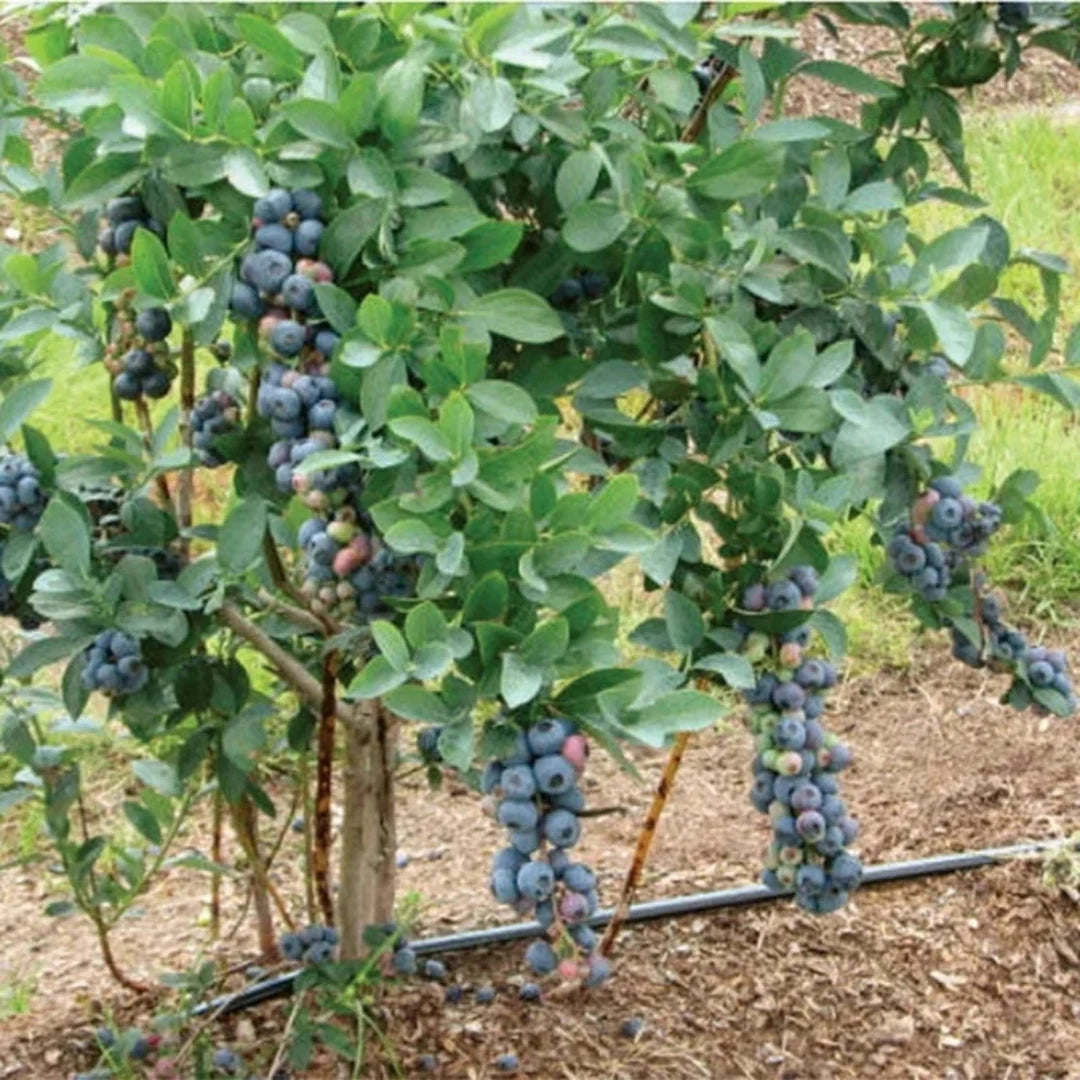 Growing Titan Blueberry from nursery container