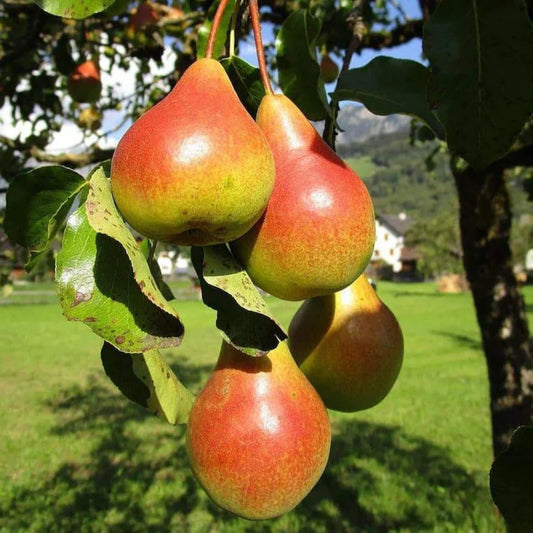 Fresh Moonglow pear fruit close up on branch