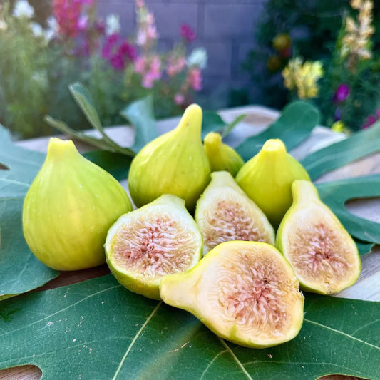White Marsellias Fig Tree - Cold hardy