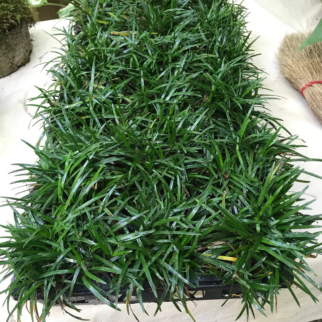 Close-up of dwarf Mondo Grass foliage