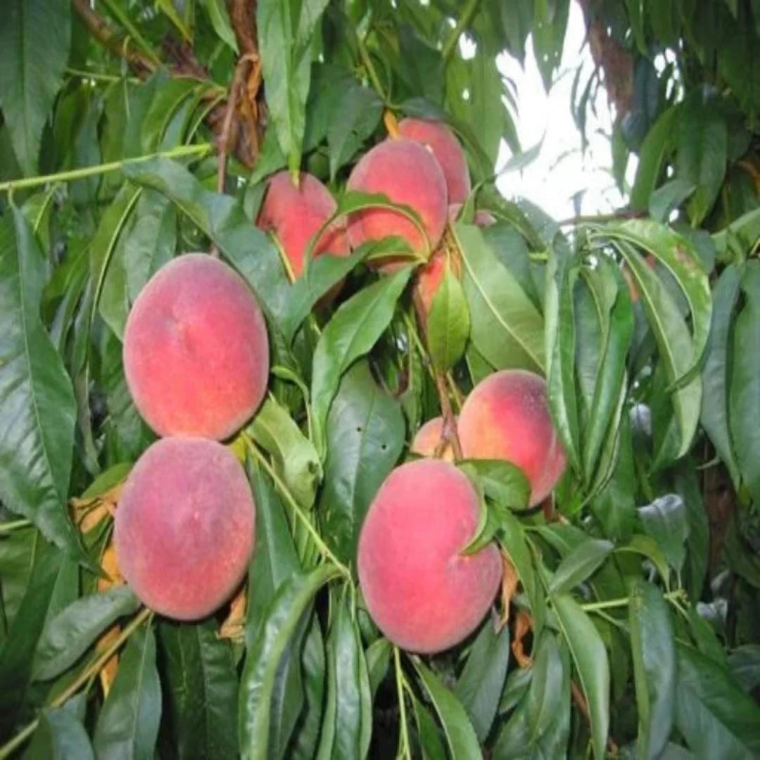 O'Henry Peach Tree with healthy green foliage and developing peaches