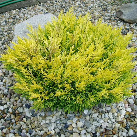 Low growing Lime Glow Juniper evergreen groundcover plant