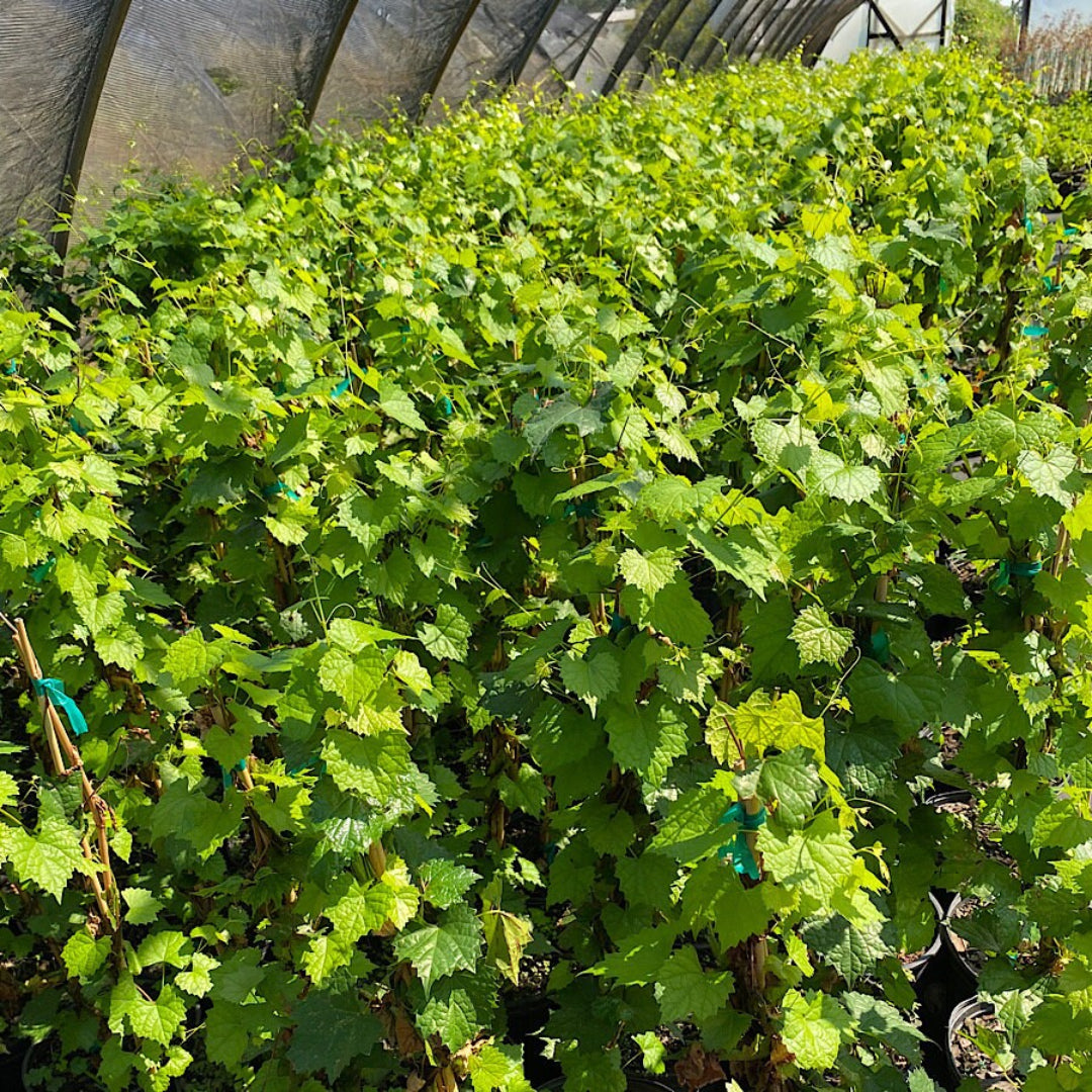 Carlos muscadine grapes ripening on a woody vine among green leaves