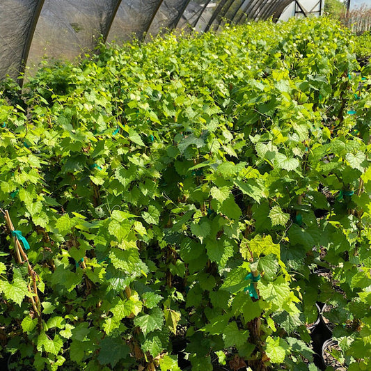 Healthy Bronzed Muscadine grapes on the vine