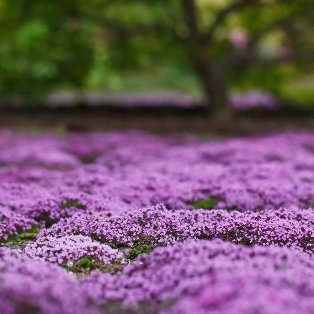 Thymus serpyllum Elfin Thyme ground cover