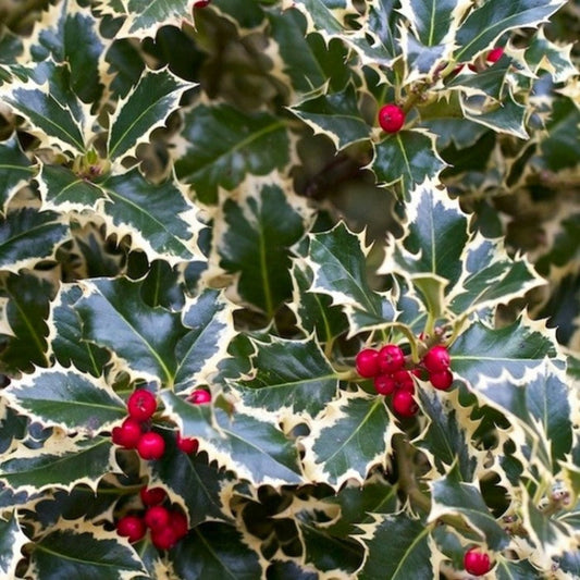 Variegated Holly- Shiny, Dark – fruit plant