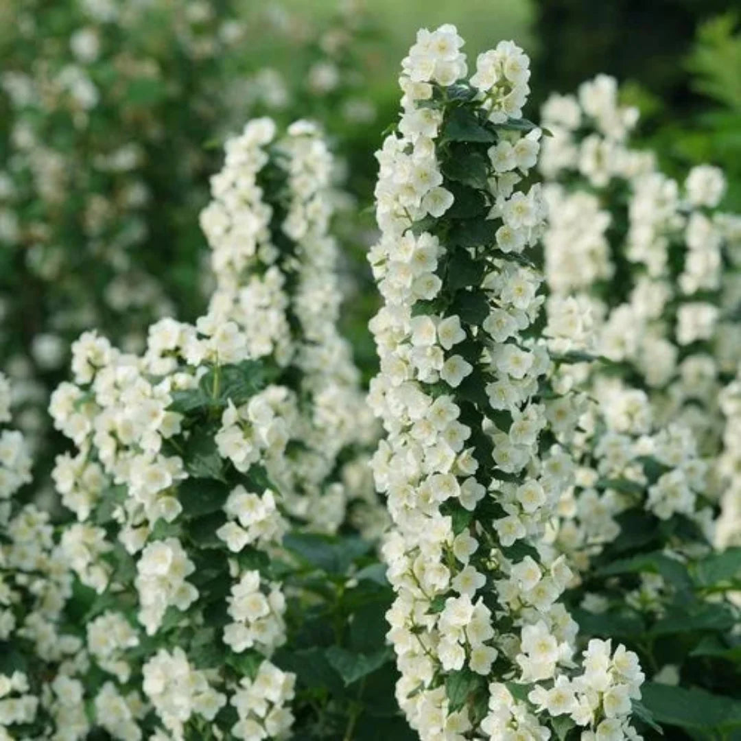 Mock Orange Flowering Shrub