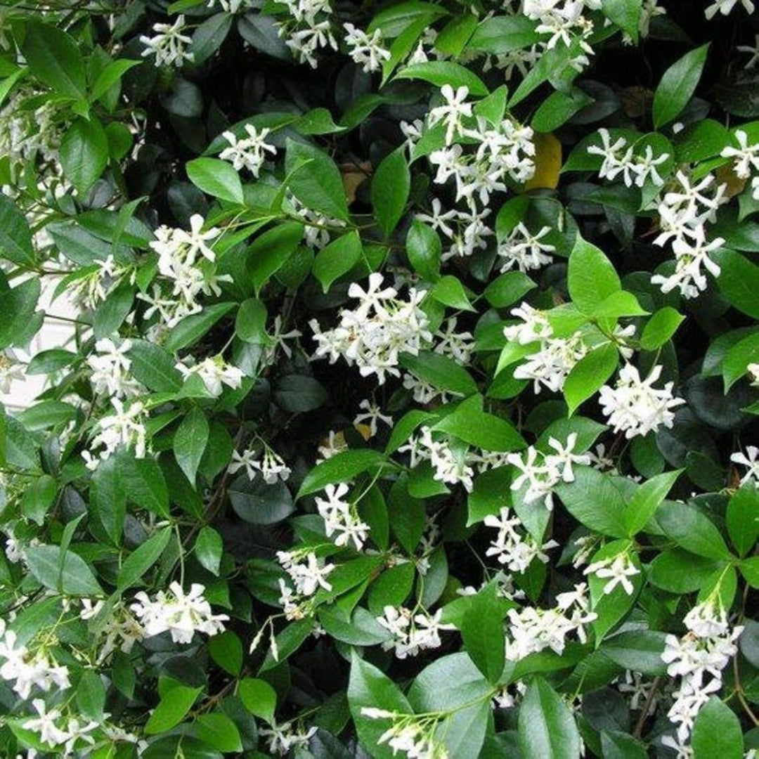 Star Jasmine plant with glossy green leaves and white fragrant flowers