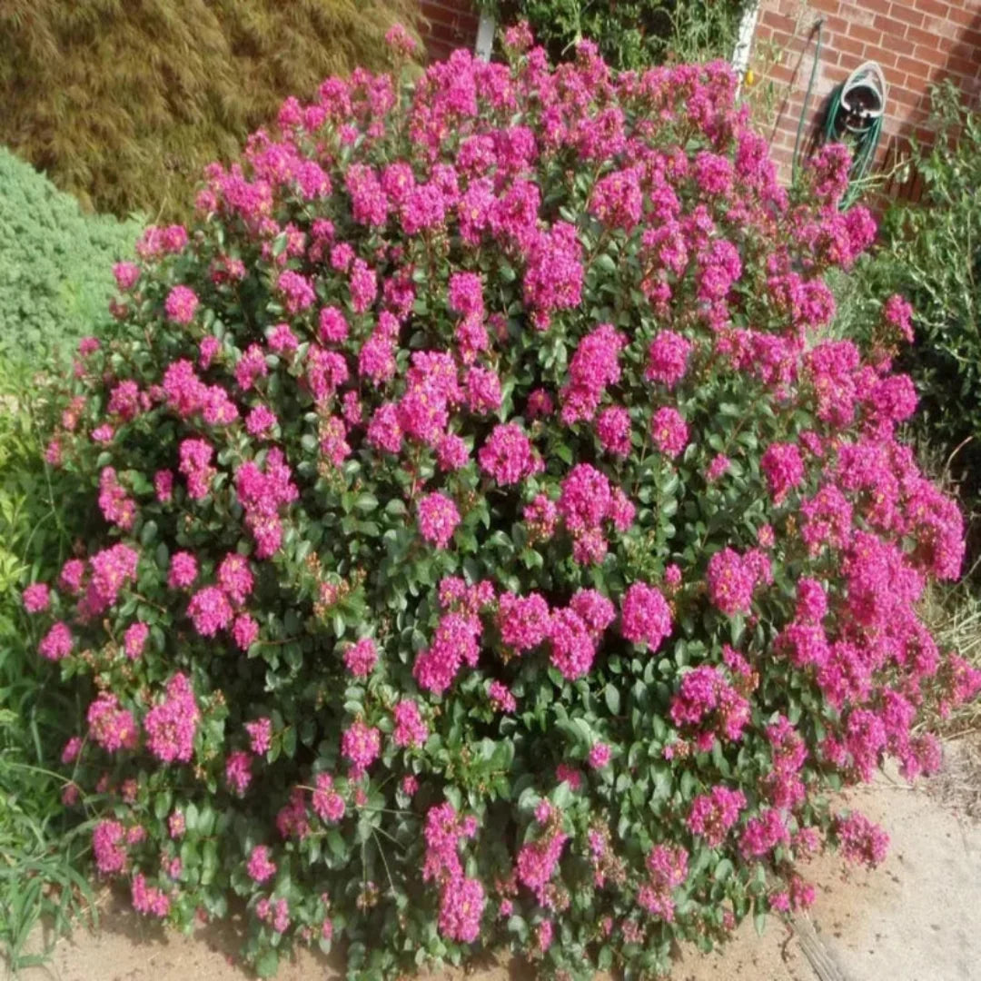 Pocomoke dwarf crape myrtle plant flowering in landscape setting