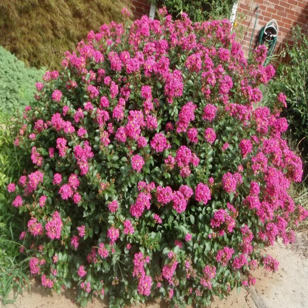 Pocomoke dwarf crape myrtle plant flowering in landscape setting