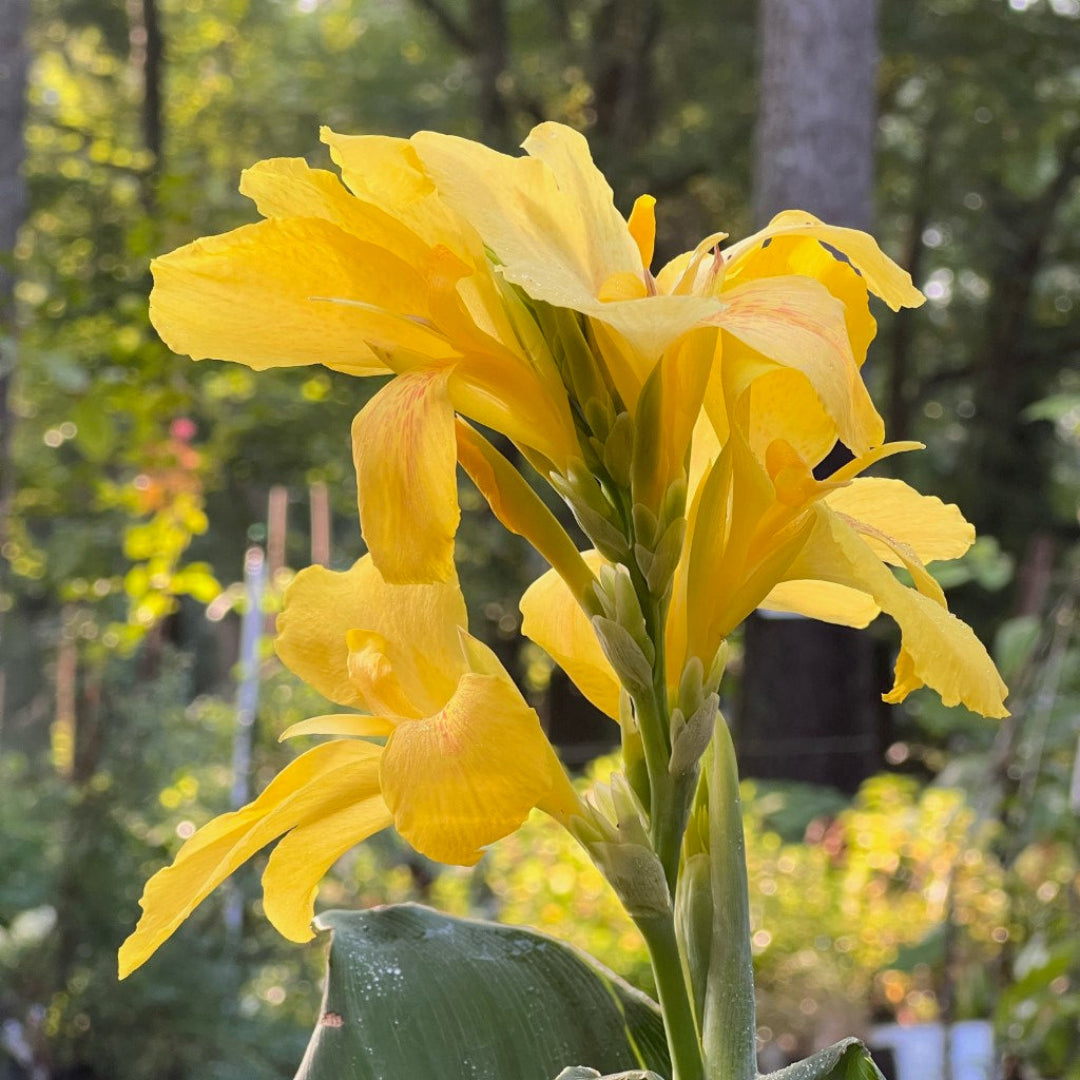 Yellow Canna Lily Cannova variety blooming outdoors in landscape bed