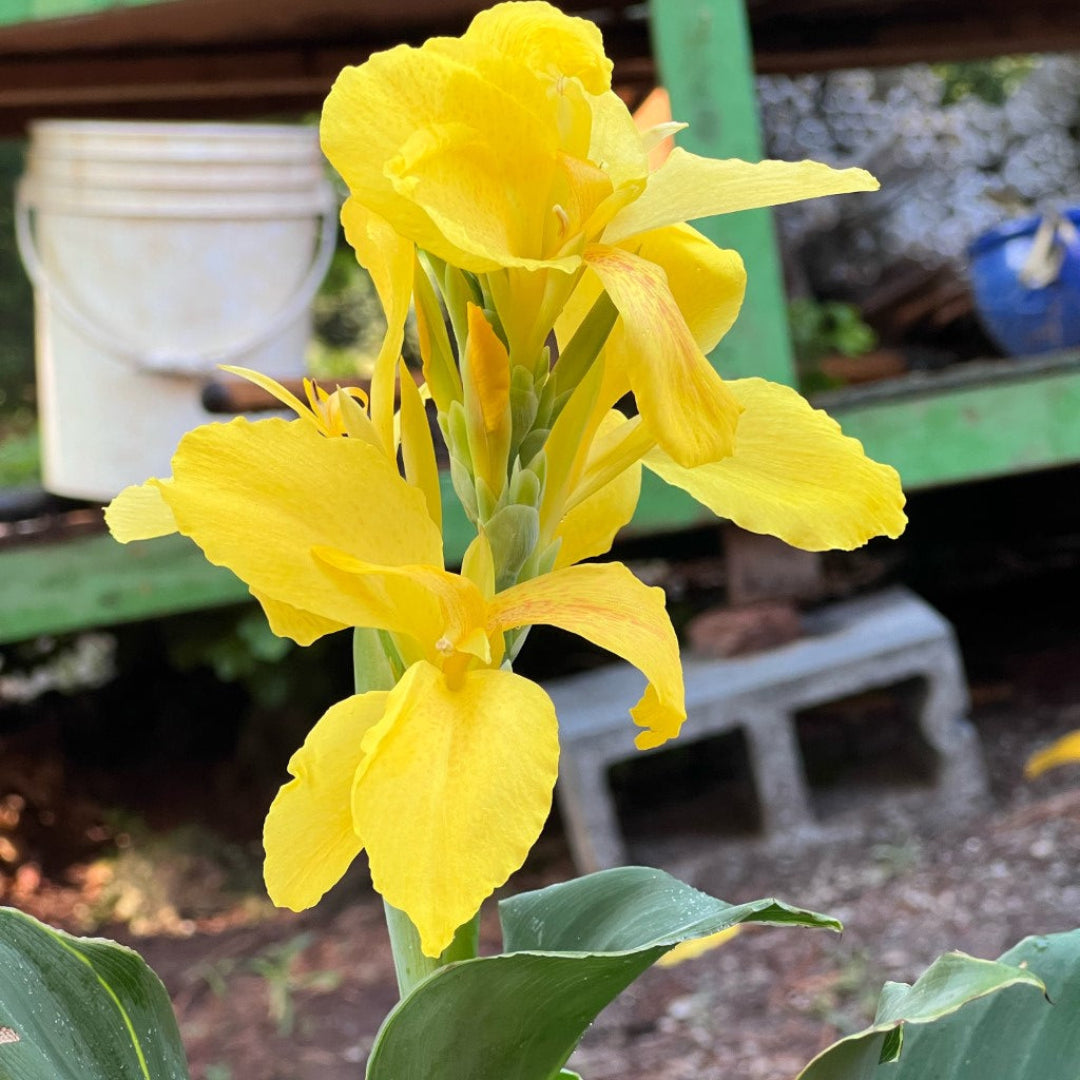 1 gallon Canna Cannova Yellow Lily plant showing vibrant summer blooms