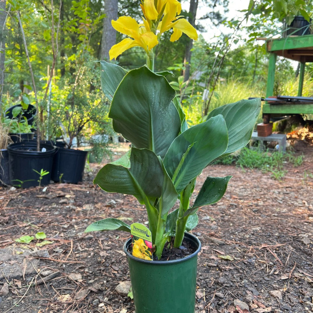 Cannova Yellow Canna Lily ornamental flowering plant for outdoor gardens