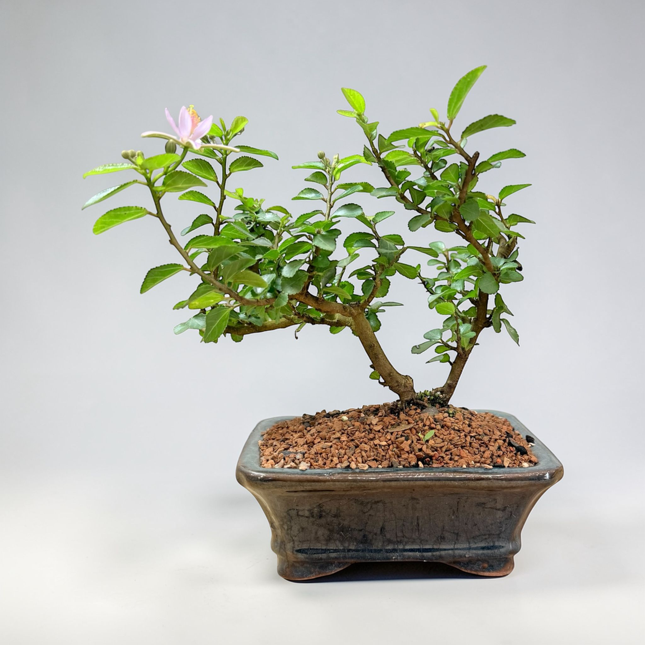 live bonsai tree indoor Lavender Star Bonsai for Sale – Live Flowering