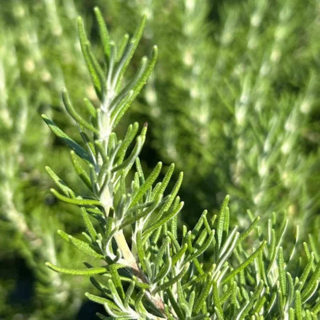 Chef's Choice Rosemary