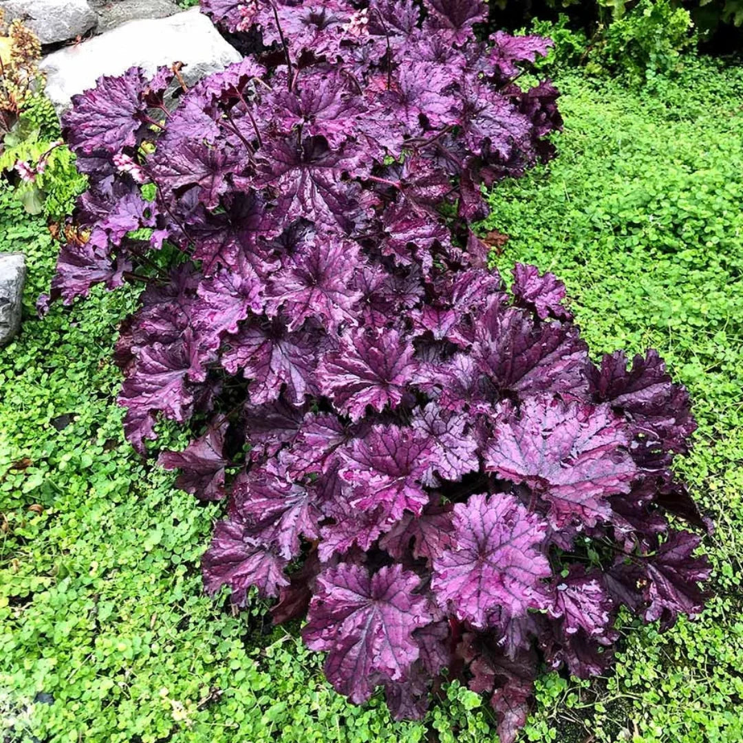 Heuchera 'Forever Purple' Coral Bells