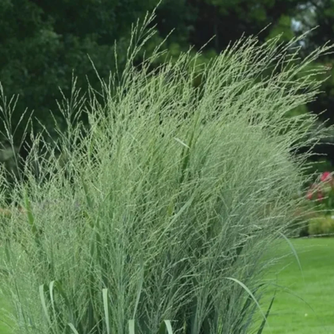 Prairie Winds® 'Totem Pole' Switchgrass (Panicum virgatum) – Ornamental Grass