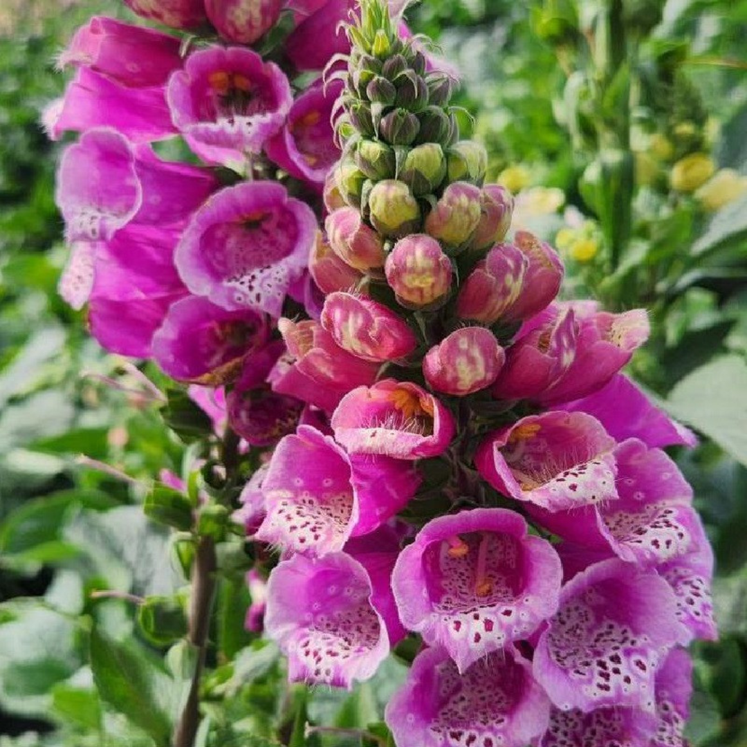 Digitalis Purpurea 'Foxy' Foxglove