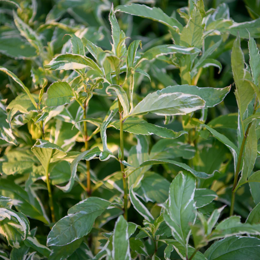 Eupatorium fortunei 'Pink Frost' Variegated Joe Pye Weed
