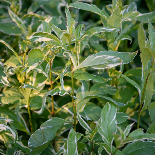Eupatorium fortunei 'Pink Frost' Variegated Joe Pye Weed