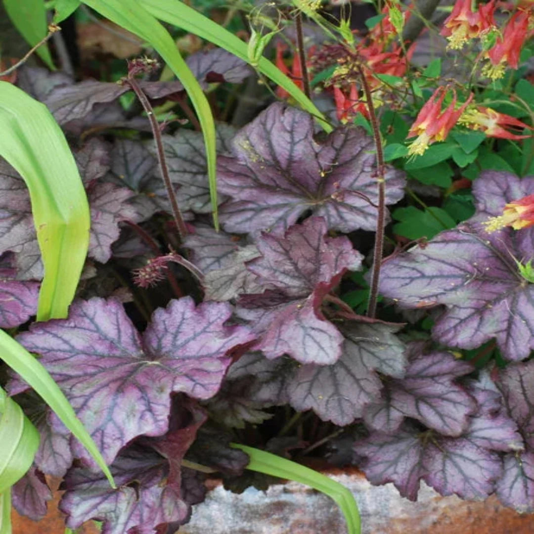 Heuchera 'Forever Purple' Coral Bells