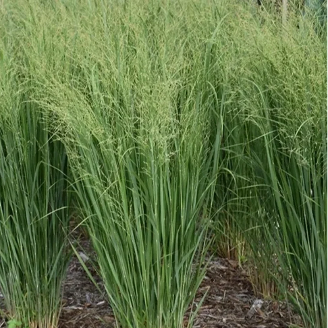 Prairie Winds® 'Totem Pole' Switchgrass (Panicum virgatum) – Ornamental Grass