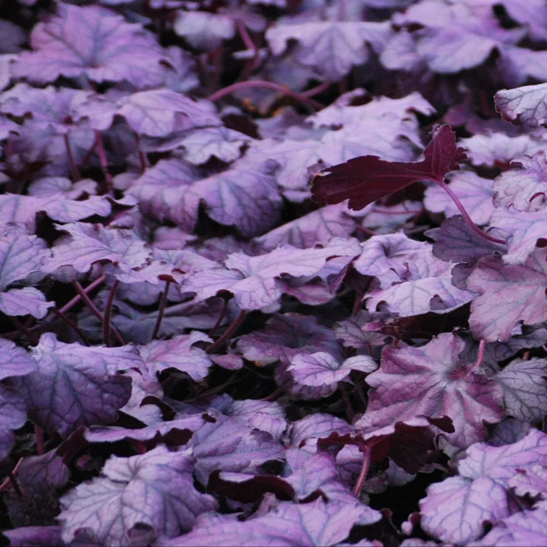 Heuchera 'Forever Purple' Coral Bells