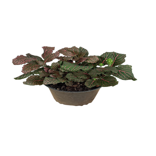 Fittonia albivenis ‘Red’ – indoor plant
