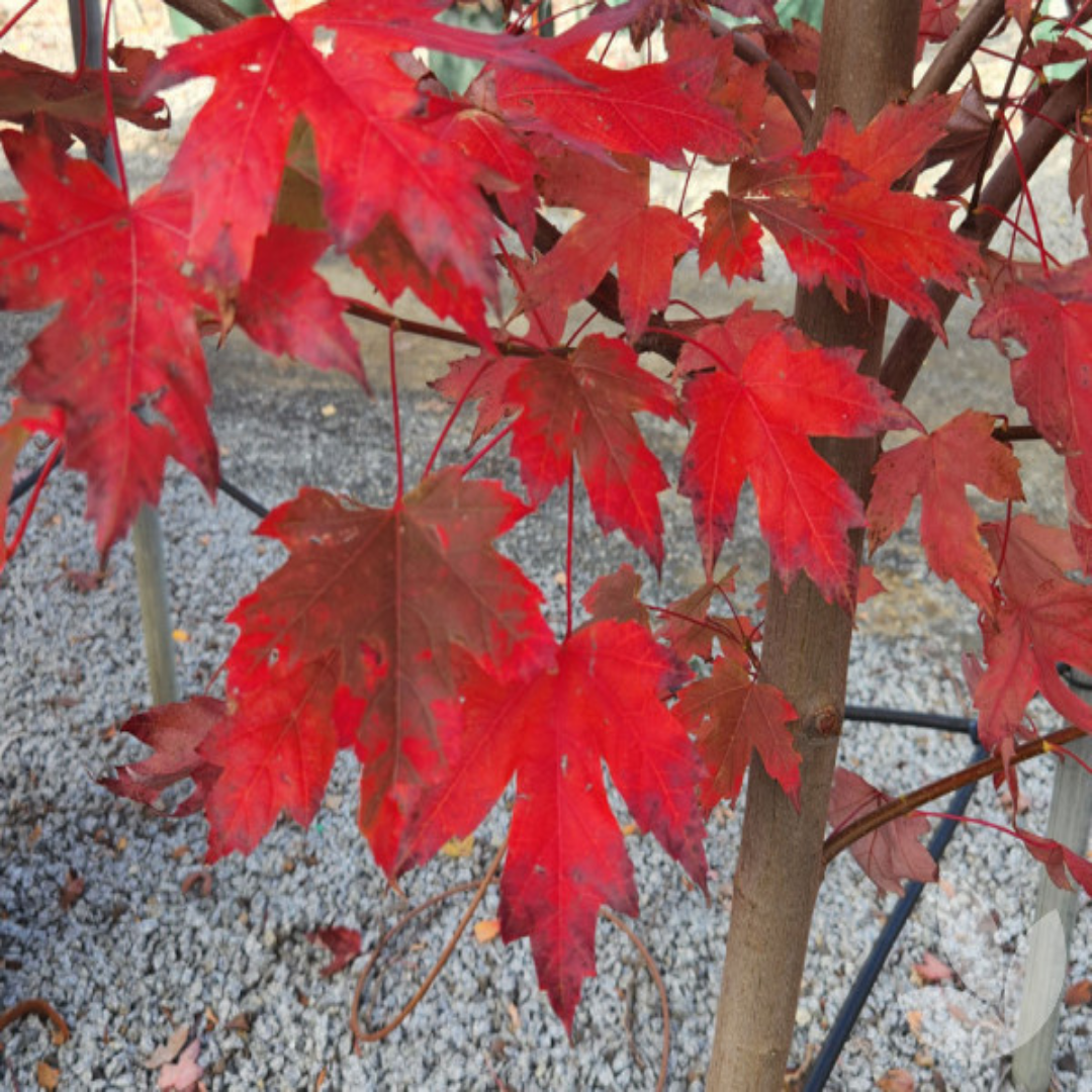 Acer X Freemanii 'Jeffsred' 'Autumn Blaze'
