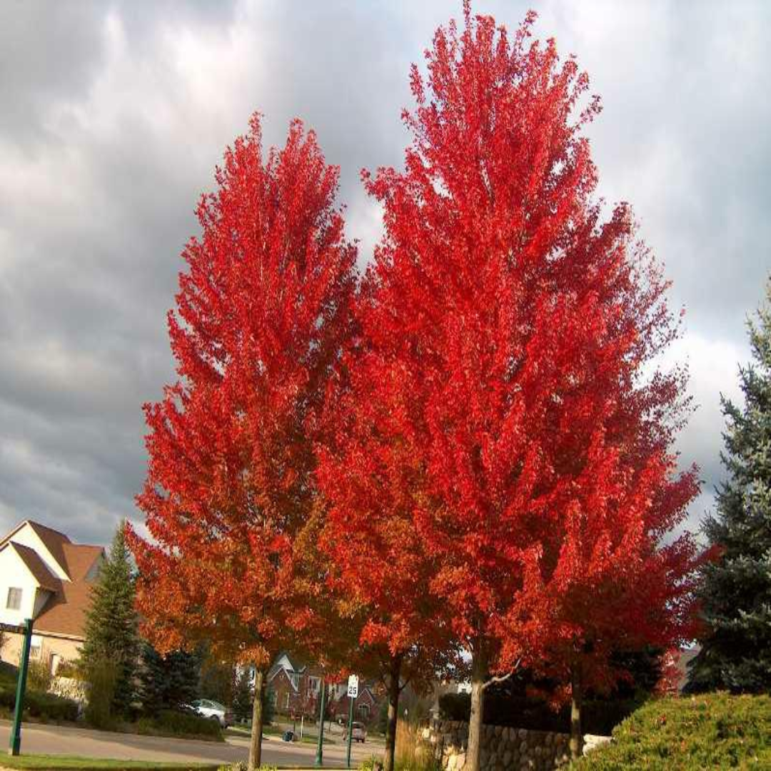 Acer X Freemanii 'Jeffsred' 'Autumn Blaze'