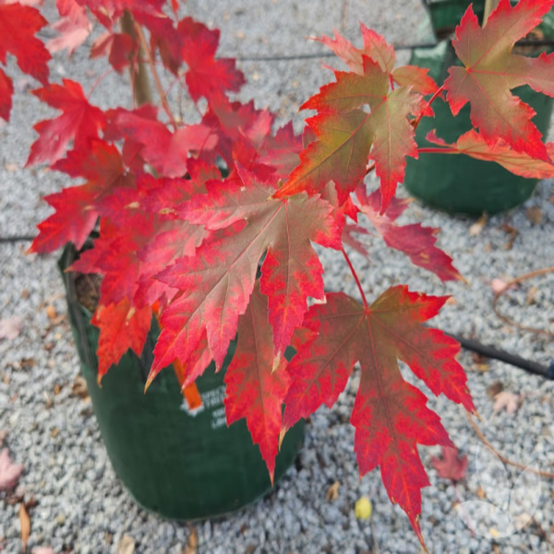 Acer X Freemanii 'Jeffsred' 'Autumn Blaze'