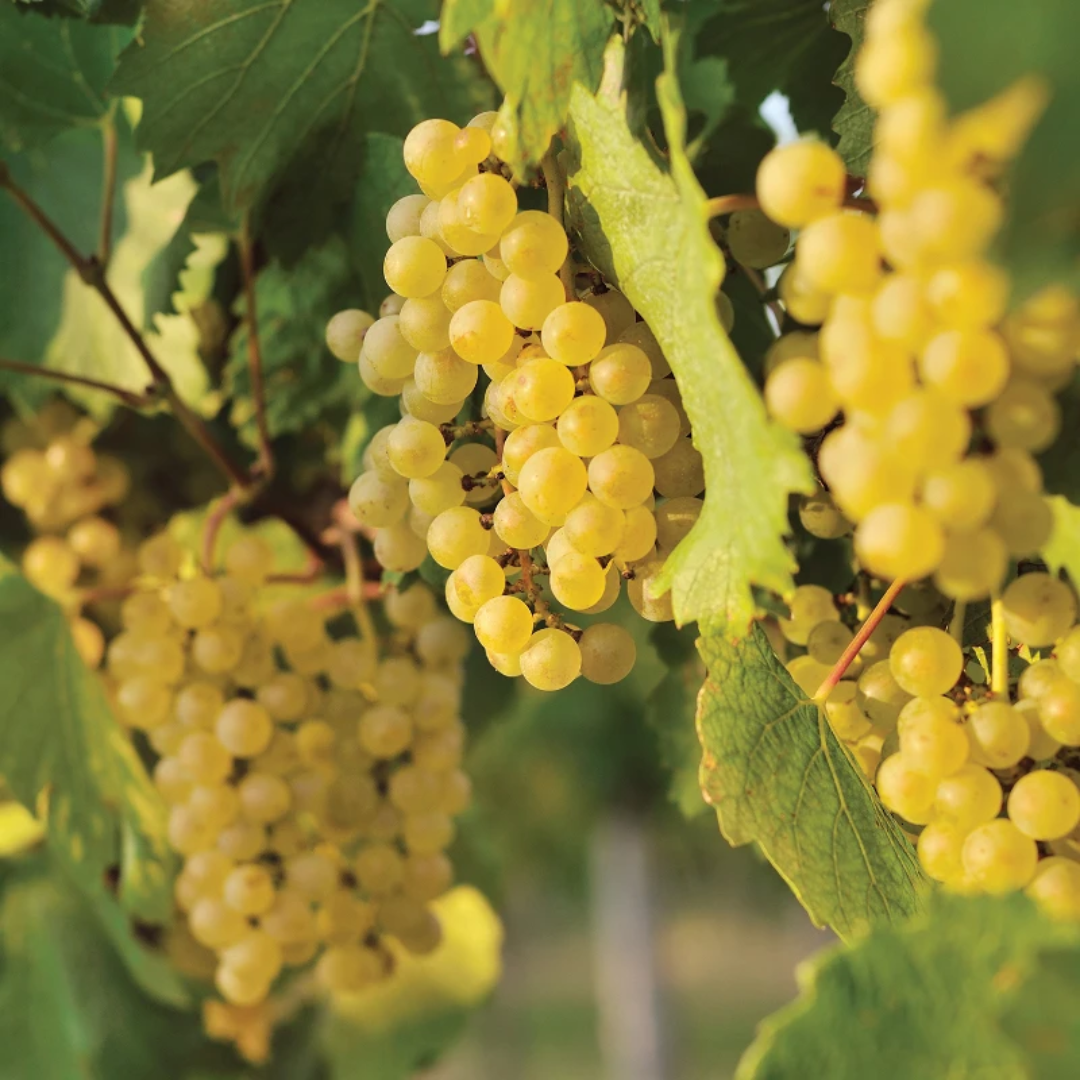 Edelweiss White Seeded Grape Vine – Cold-Hardy White Table Grape (Vitis 'Edelweiss')