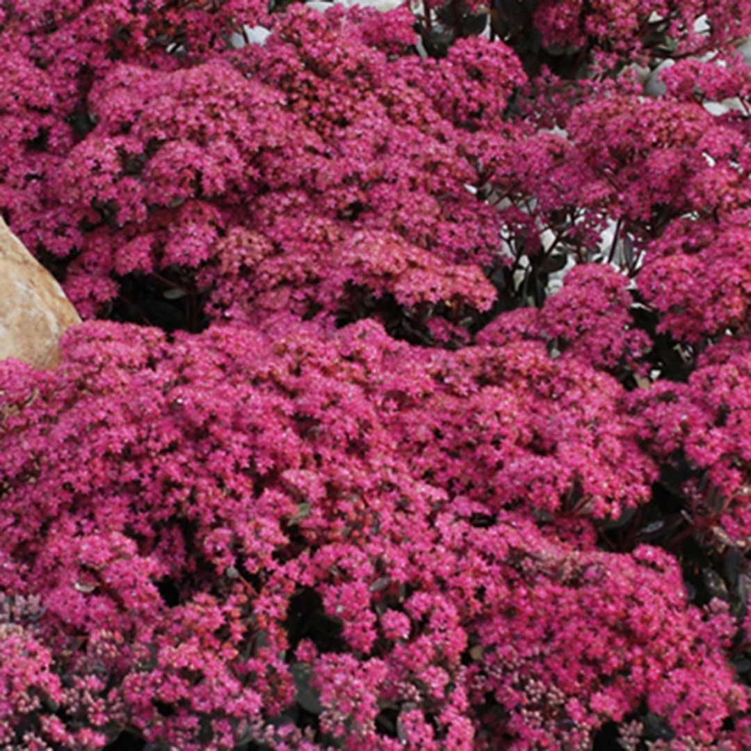 Sedum SunSparkler® 'Dazzleberry' - [EG]