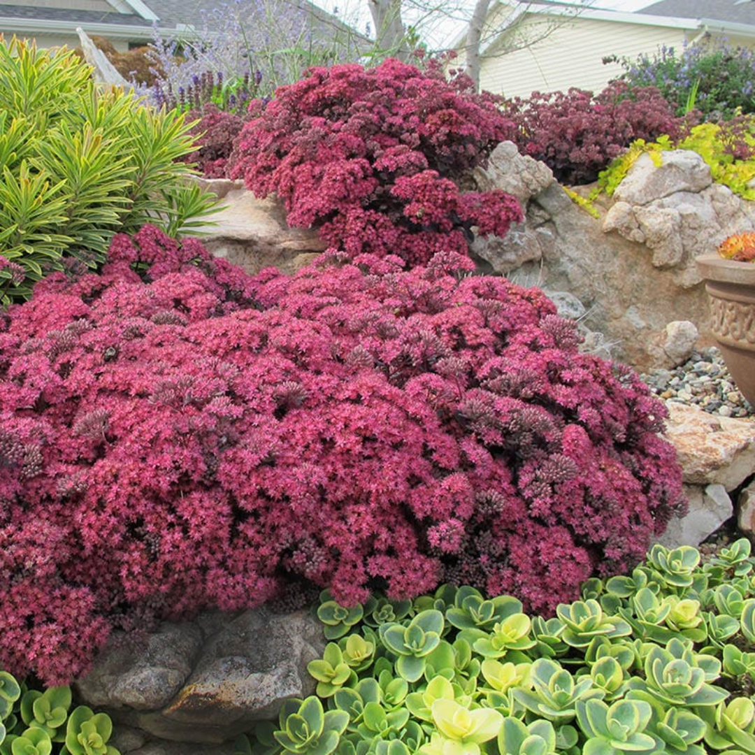 Sedum SunSparkler® 'Dazzleberry' - [EG]