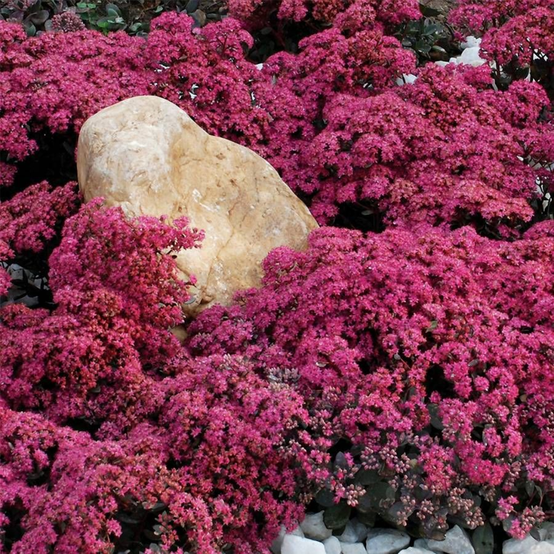 Sedum SunSparkler® 'Dazzleberry' - [EG]