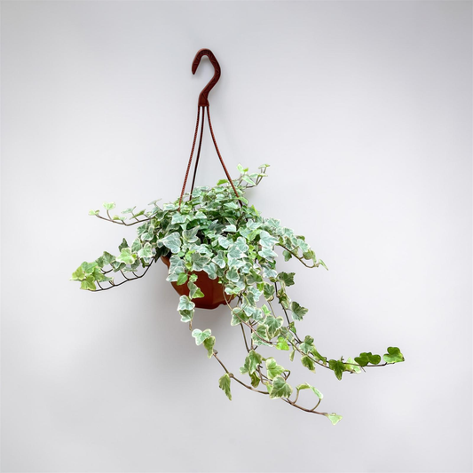 Variegated Ivy Hanging Basket – indoor plant