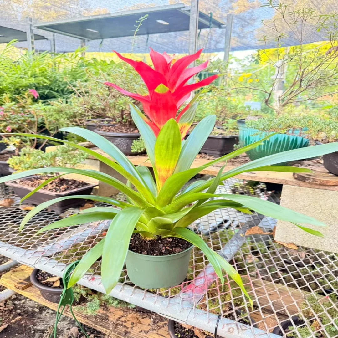 Bromeliad Live Indoor Houseplant in Plastic Pot