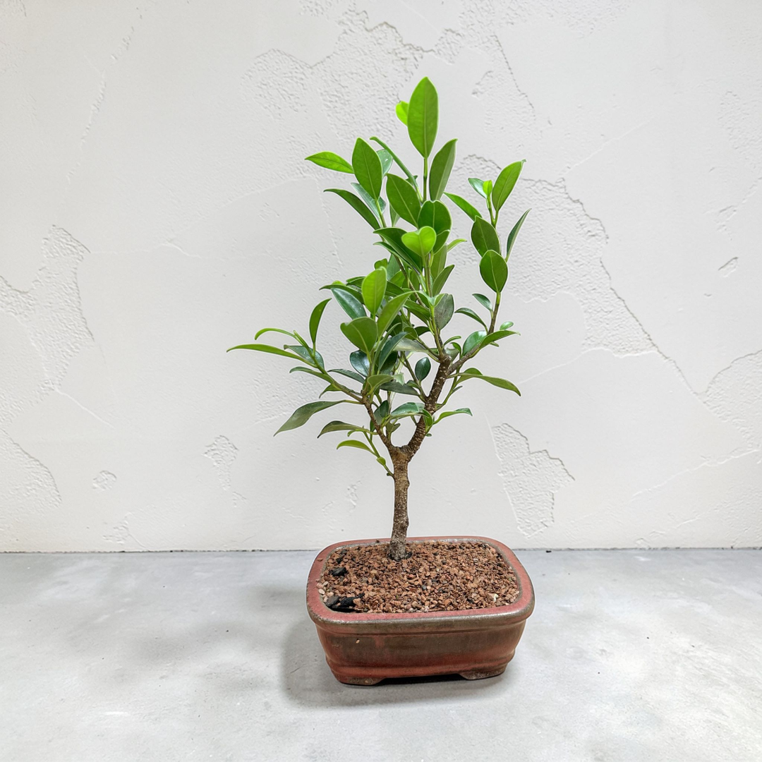 Ficus bonsai tree in a ceramic bonsai pot with lush green leaves