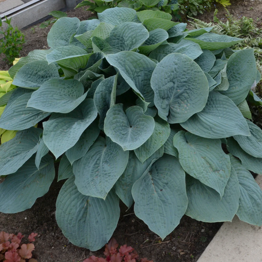 Hosta 'Blueberry Muffin' – hosta